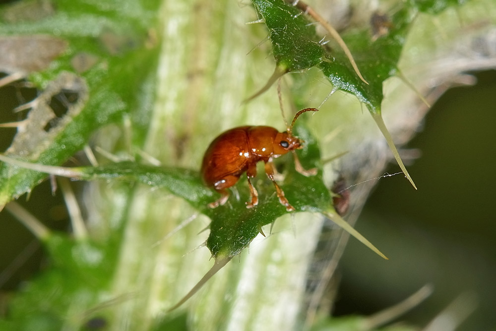 Sphaeroderma sp. (Chrysomelidae)